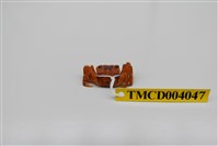 藏品(角額仿相手蟹)的圖片